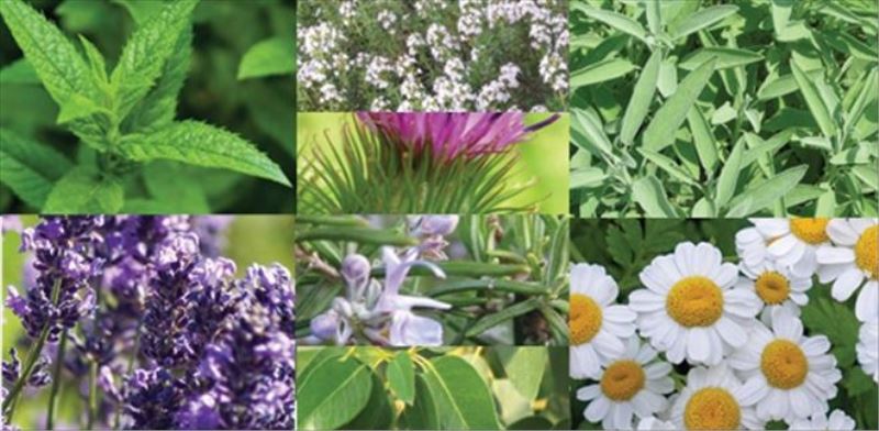 “Tıbbi ve aromatik bitkilerimizi dünya piyasasına sunmak istiyoruz”