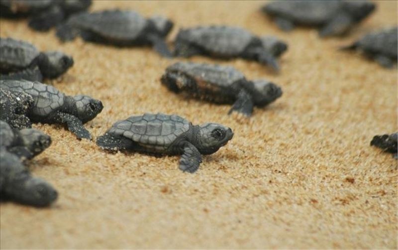 Yavru kaplumbağalar denizle buluşacak
