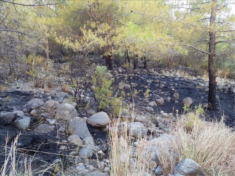 İzmarit, 2 hektar örtüyü yaktı