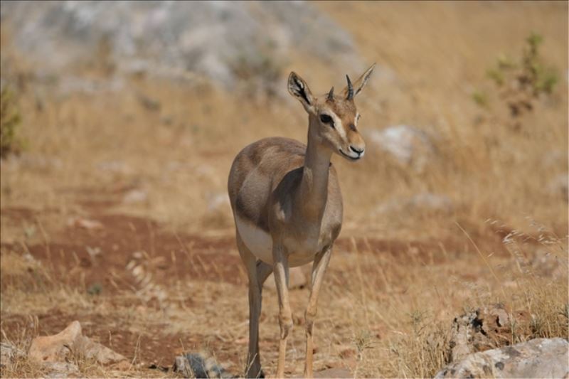 Gazella gazella, alanı korunmalı