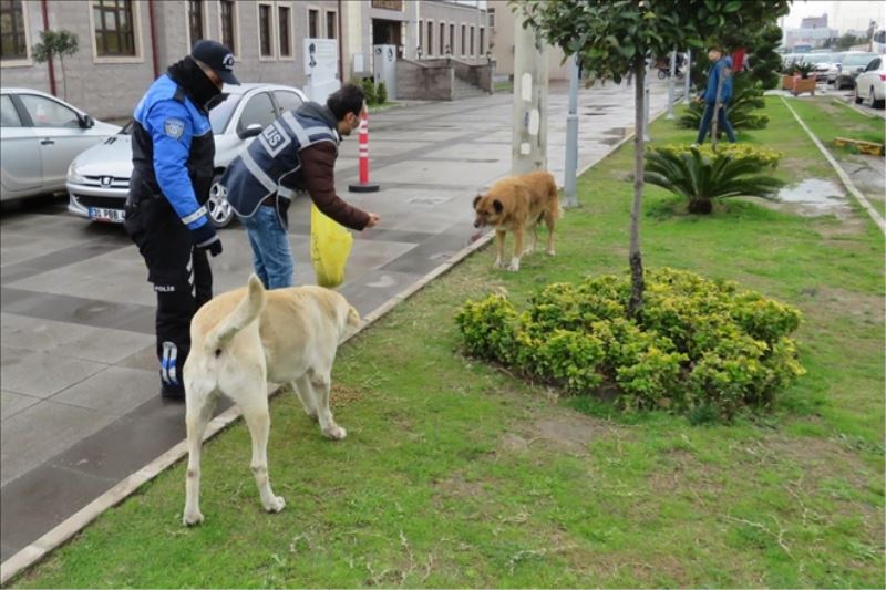 Polisten sokak hayvanlarına yem ve su