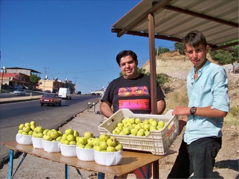 Hassa ve Belen´de incir sezonu açıldı