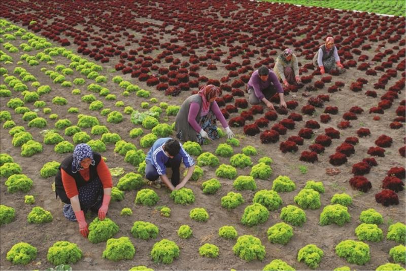 Tarım ve gıda için “Covid-19 Danışma Kurulu” önerisi