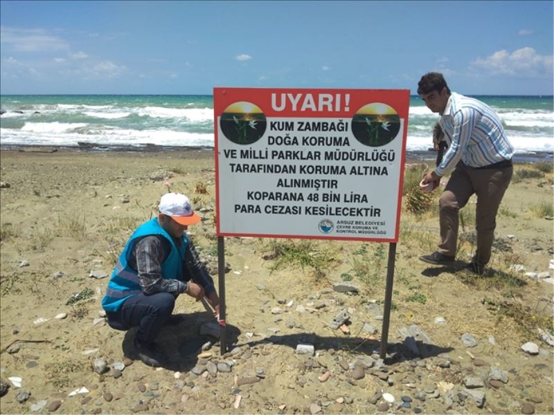 Kum zambakları koruma altında