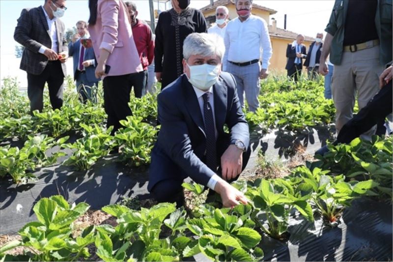 Vali, çilek ve mantar hasadında