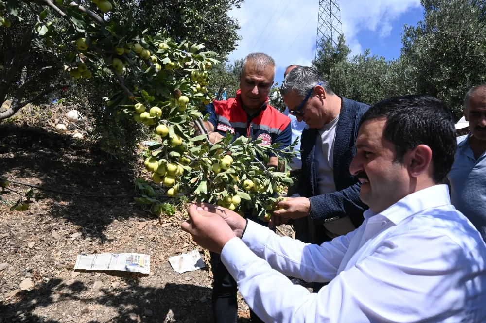 İlk Alıç hasadı Benlidere’de